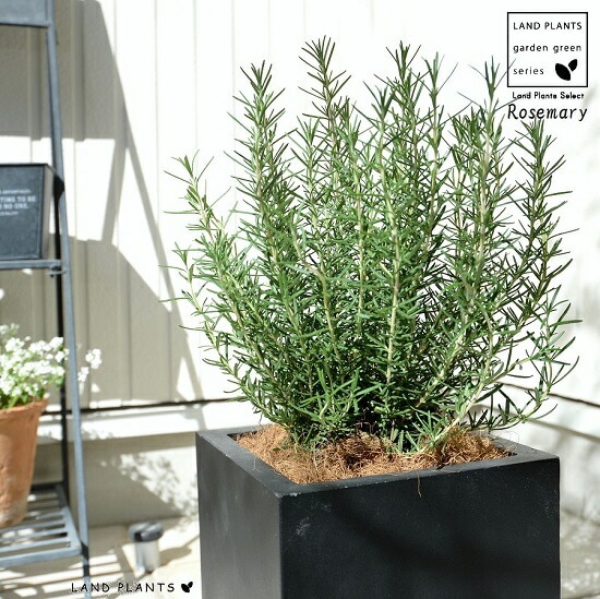 br><br>ローズマリー（中型） ブラック ファイバー キューブ 陶器鉢