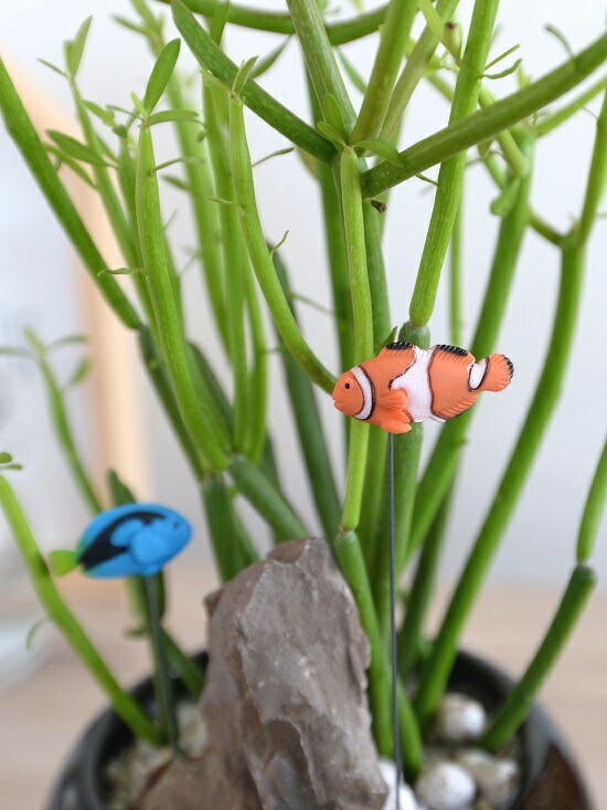 ミルクブッシュ ファイバー鉢 お皿付き br><br>【小さな水族館】 ミルクブッシュ 黒色 丸型 陶器鉢 <br