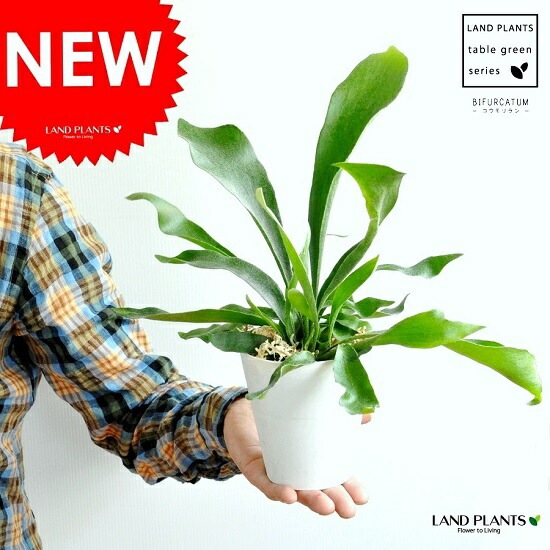 ビカクシダ 4セット ビカクシダ4種セット ペドロ、ハクナマタタ、F304