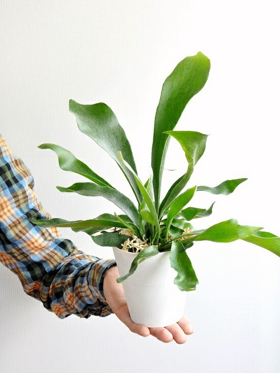 ビカクシダ 観葉植物 ホワイト鉢 コウモリラン（ビカクシダ） 4号 白色 プラスチック鉢 陶器鉢 鉢植え