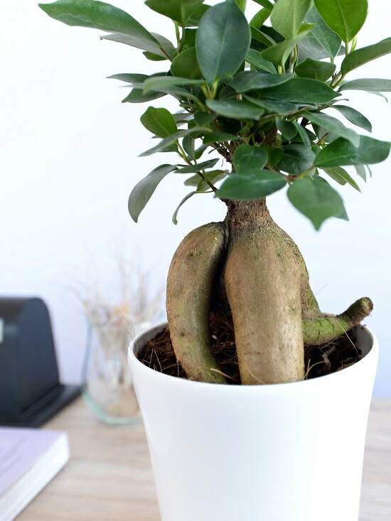 br><br>（幹太タイプ）ガジュマル 白色 4号 プラスチック鉢 ニンジン