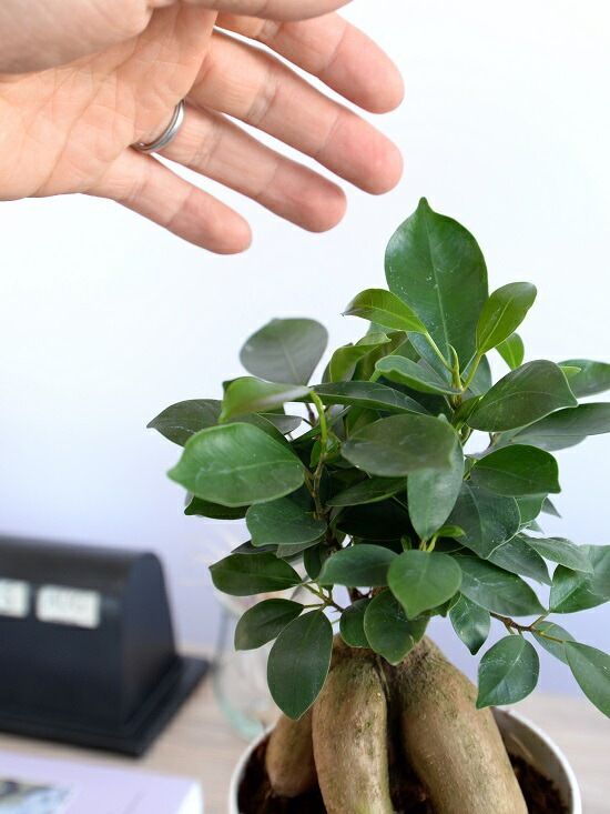 br><br>（幹太タイプ）ガジュマル 白色 4号 プラスチック鉢 ニンジン