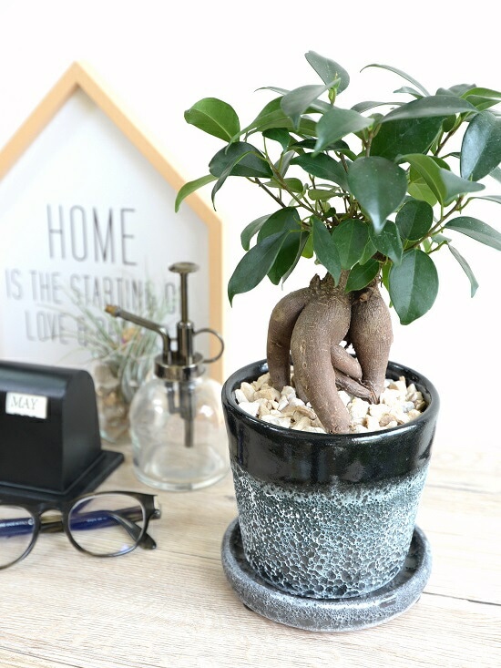 ちかおちゃん専用 ガジュマル•昇り龍 太幹 陶器 鉢 ちかおちゃん専用 ガジュマル•昇り龍 太幹 陶器 鉢 - メルカリ