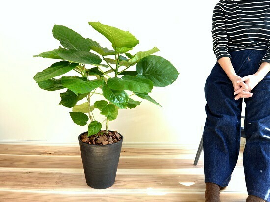 ウンベラータ フィカス・ウンベラータ 7号 幅広【セラアート鉢】受け皿付き | 京橋植物園