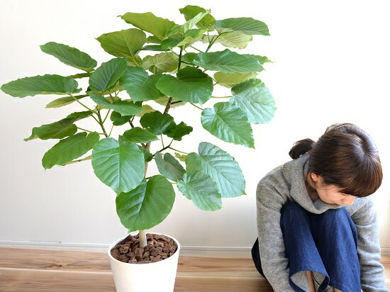 ウンベラター 166811556_th.jpg?