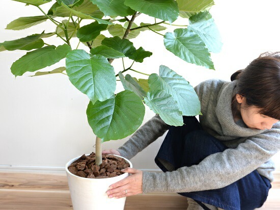 ウンベラータ 楽天市場】【特選】 ウンベラータ 8号 割れない （黒色） セラアート鉢