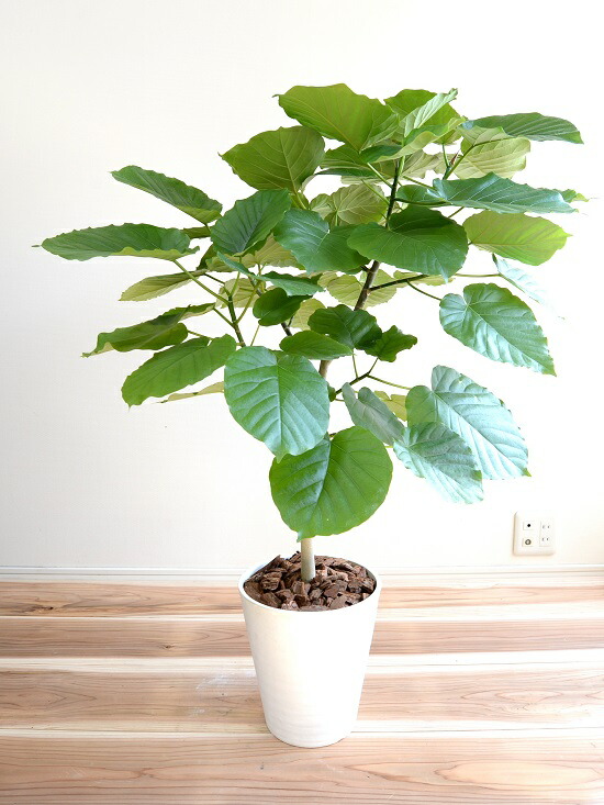 ウンベラータ（自然樹形） 10号 セラアート鉢 白色 dショッピング |ウンベラータ（自然樹形） 10号 セラアート鉢 白色