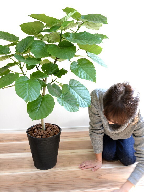br><br>ウンベラータ 8号 割れない （黒色） セラアート鉢 鉢植え <br