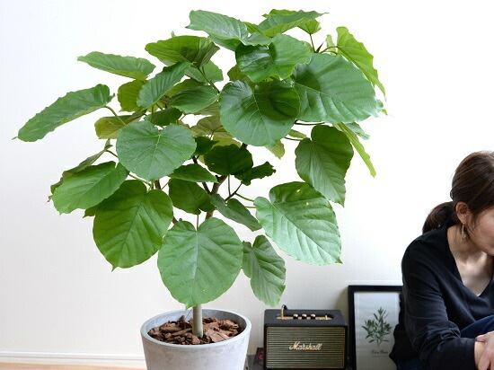 大きな観葉植物 ウンベラータ？グレーの鉢 楽天市場】観葉植物 大型 ウンベラータ 10号 法人様送料無料 バルーン