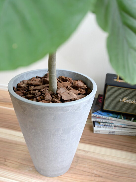 元気いっぱい大きくなっています。 観葉植物 ウンベラータ？素敵な焼物のグレーの鉢 楽天市場】【本日20時から開始4時間☆20%OFF】フィカス・ウンベラータ