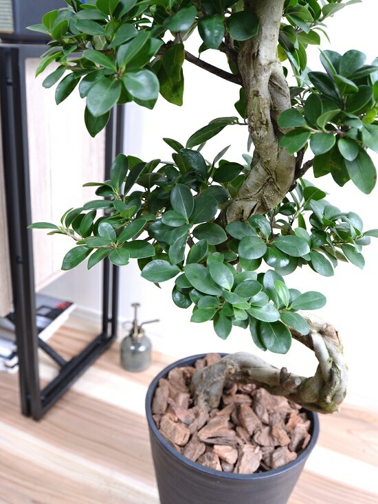 観葉植物 8号 ガジュマル」の人気商品一覧 | 安い商品を通販サイトから