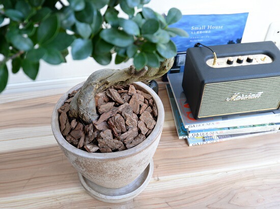 観葉植物　ガジュマル　曲がり仕立て　陶器鉢　植え込み発送 ガジュマル 曲がり仕立て 【観葉植物 7〜8号／1個売り】 : shopooo by