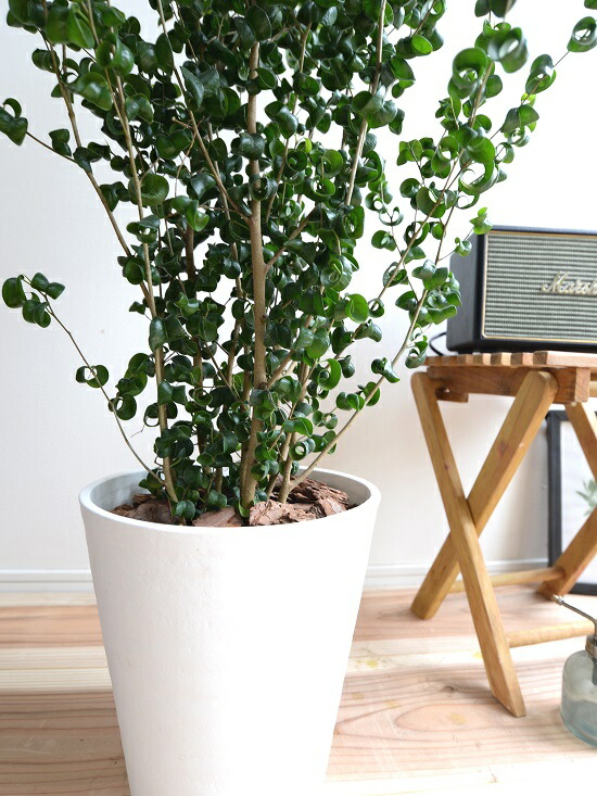 ベンジャミンバロック ベンジャミン・バロック 10号サイズ | HITOTOKI by MAKIMO PLANT