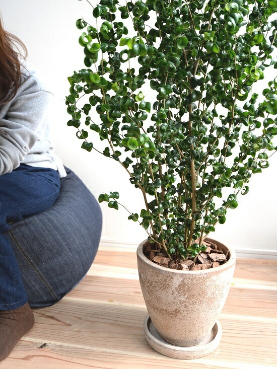 観葉植物 茶色の鉢付き  ベンジャミン ベンジャミン スタンド 8号 茶陶器鉢 観葉植物 鉢植え ベンジャミナ