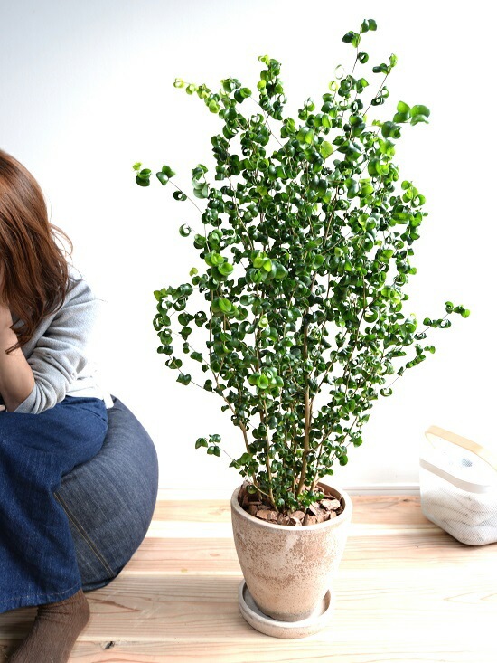 観葉植物 茶色の鉢付き  ベンジャミン Amazon｜観葉植物 ベンジャミン 10号 【鉢カバー付】｜観葉植物