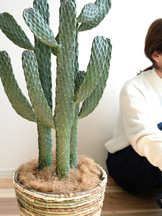 ウチワサボテン 苗 群生 観葉植物 dショッピング |サボテン （ウチワサボテン） 3本立ち バナナリーフ