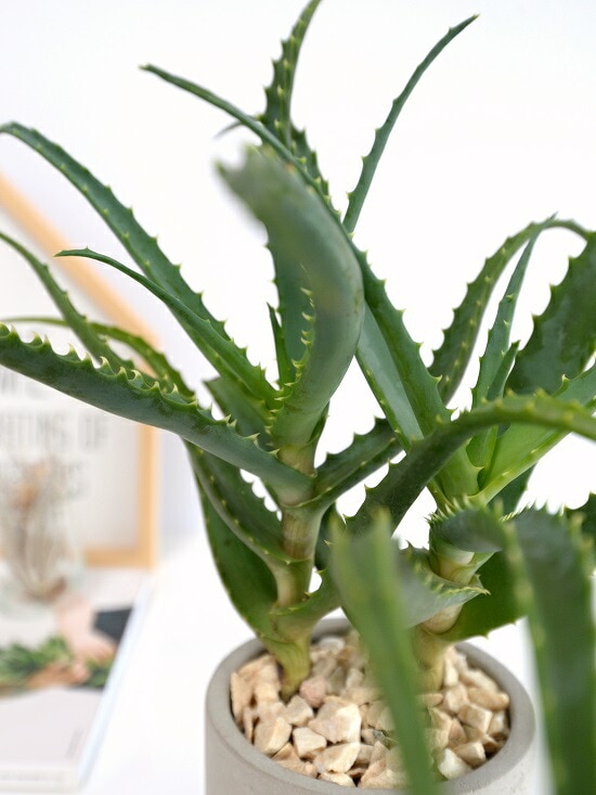 木立アロエ セメント シリンダー型 陶器鉢 <br>キダチアロエ 鉢植え 鉢