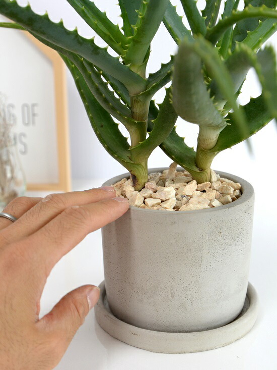 アロエ鉢 木立アロエ セメント シリンダー型 陶器鉢 <br>キダチアロエ 鉢植え 鉢