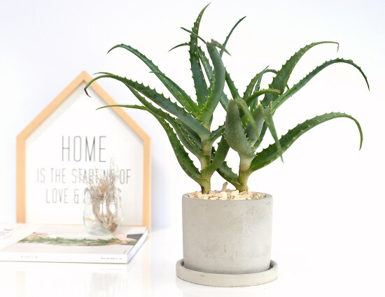 キダチアロエ 多肉植物：アロエ キダチアロエ錦*幅26cm : 遊恵盆栽 Yahoo!店