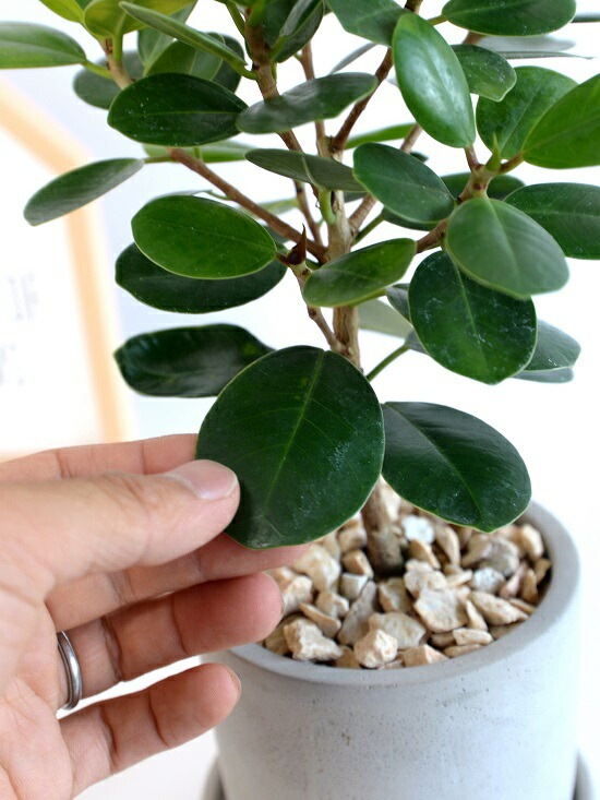 希少種】 ガジュマル（パンダ） セメント シリンダー型 陶器鉢 【天然