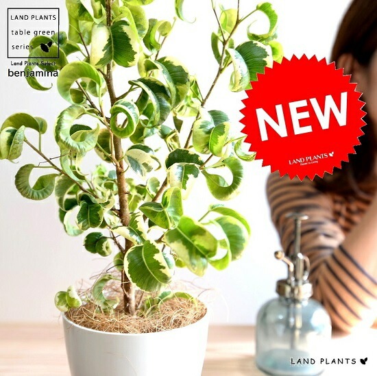 その他観葉植物 Shion* その他観葉植物 Shion* 観葉植物 ドラセナ ソング オブ ジャマイカ 10