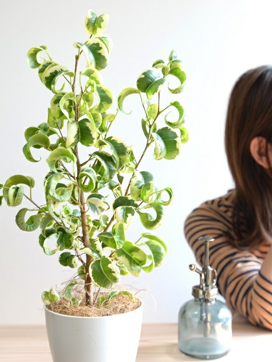 その他観葉植物 ShinMin Super Cheap] Check out this cool plant I bought for 1000 yen