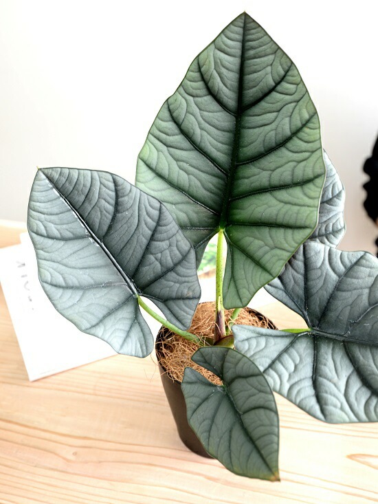 極上 オーレア ドラゴンブレス aurea｜アロカシア Breath' 'Dragon Alocasia オーレア ネブラ アロカシア その他観葉植物