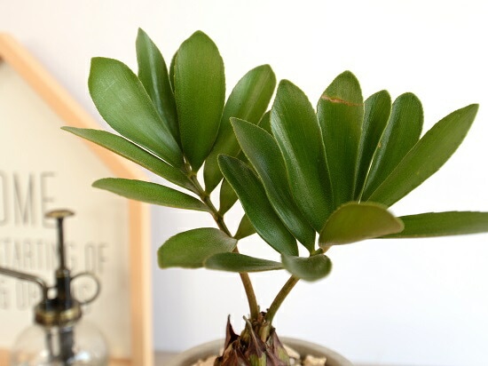 ザミア・フロリダ。観葉植物 白い陶器鉢 現品】ザミア・フロリダーナ 多頭株 10号 白鉢（1） : 花のアリマツ