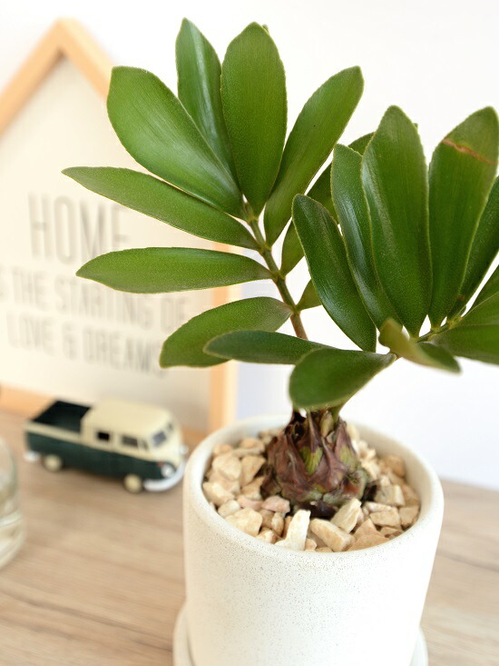 ザミア・フロリダ。観葉植物 白い陶器鉢 br><br>ザミア （プミラ） ホワイト シリンダー型 陶器鉢 <br