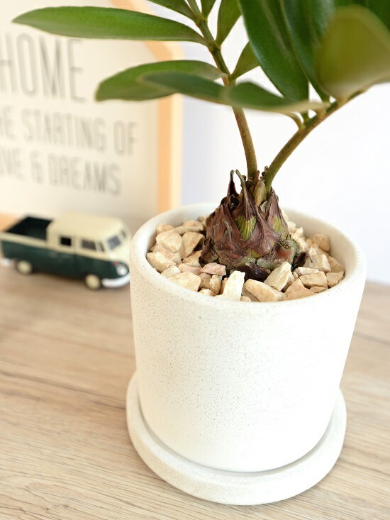 ザミア　プミラ　多頭　陶器鉢 観葉植物 】 【SALE】 白色デザイン陶器鉢に植えた ザミア・プミラ