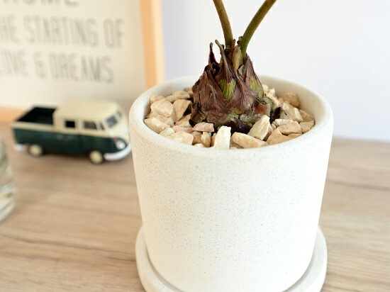 ザミア・フロリダ。観葉植物 白い陶器鉢 ザミア・フロリダ。観葉植物 白い陶器鉢 現品】ザミア・フロリダーナ