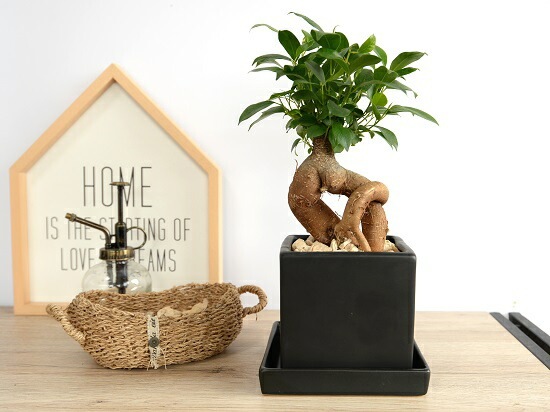 br><br>ガジュマル （幹太） ブラック キューブ型 陶器鉢 Sサイズ