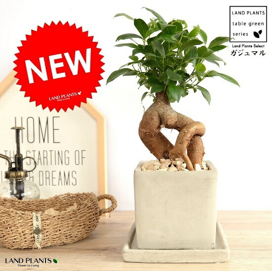 ガジュマル br><br>ガジュマル （幹太タイプ） セメント キューブ 陶器鉢 灰色 S