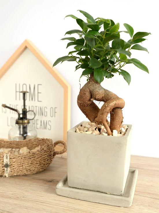 ガジュマル ガジュマルS字 7号 （高級平鉢陶器） | インテリアグリーンショップ