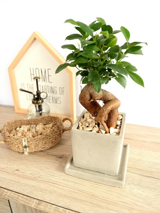 ガジュマル　 我が家の #ガジュマル13兄弟 です🪴 基本深植えなので鉢大きめです