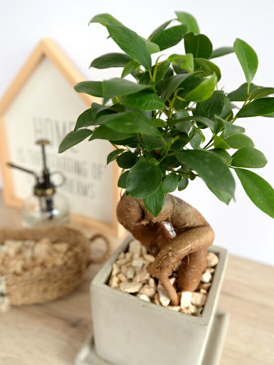 ガジュマル ガジュマルS字 7号 （高級平鉢陶器） | インテリアグリーンショップ