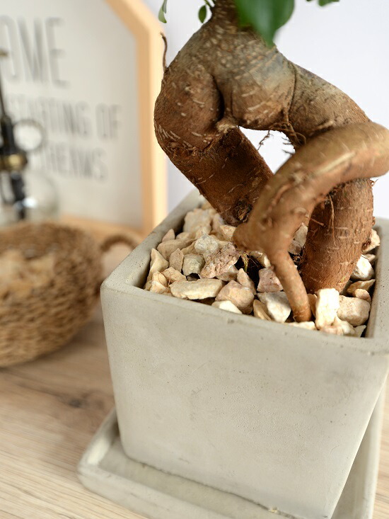 ガジュマル ガジュマルS字 7号 （高級平鉢陶器） | インテリアグリーンショップ