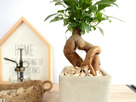 ガジュマル br><br>ガジュマル （幹太タイプ） セメント キューブ 陶器鉢 灰色 S