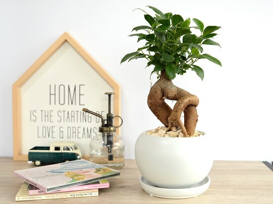 がじゅまる がじゅまるの杜 - 八王子みなみ野/カレー | 食べログ