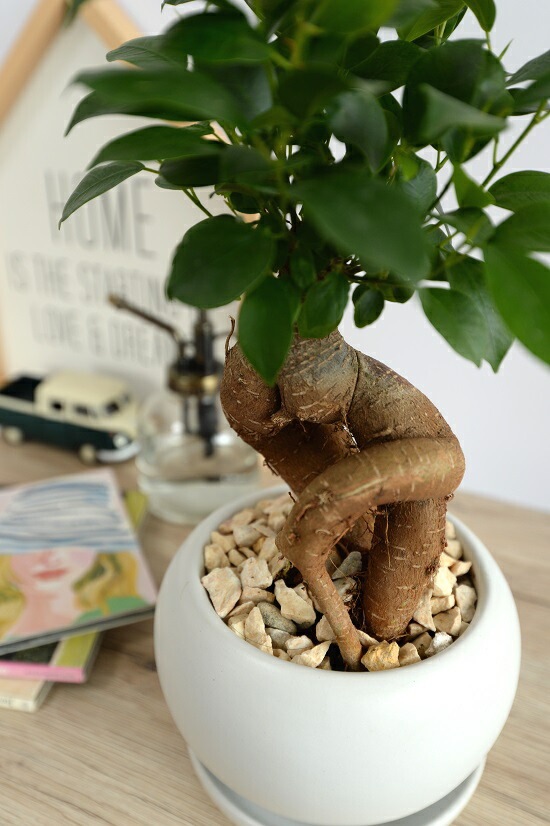 がじゅまる Slip-On HEPTA FORCE TSS / JMCA APPROVED | Yoshimura Japan