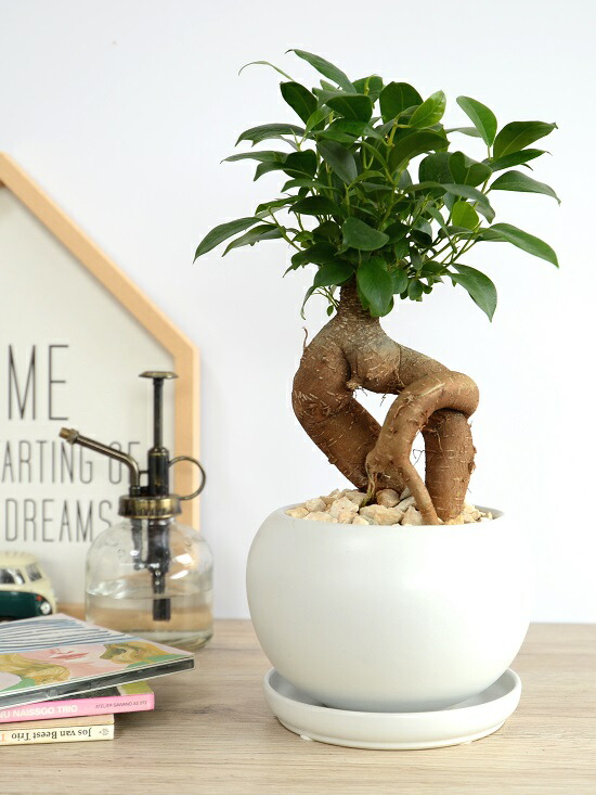 br><br>がじゅまる（幹太） 白色 大丸 陶器鉢【天然砕石・受皿・育て方