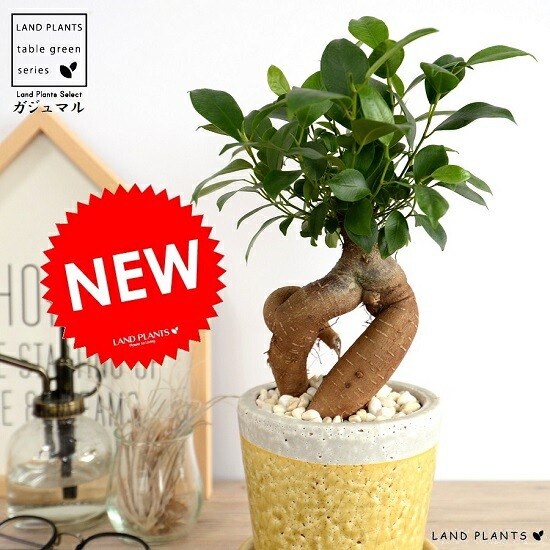 ガジュマル はなのまめ / ガジュマル5号鉢（Ficus microcarpa)＊ウッドスタンド