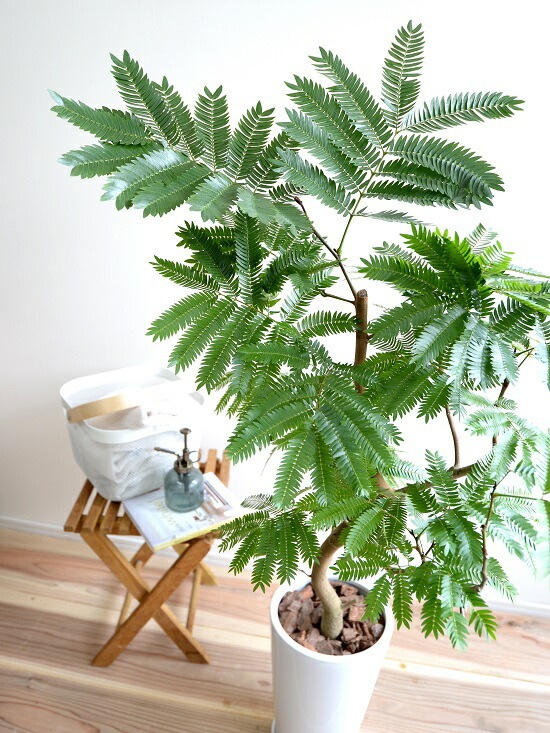 エバーフレッシュ♪ 112cm ホワイト陶器♪ 観葉植物の販売・ギフトならフラワーコーポレーション / 観葉植物