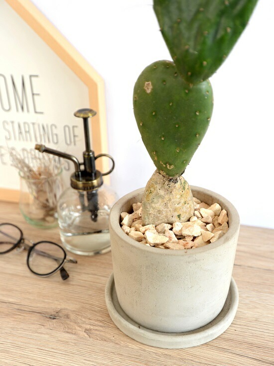 希少】 サボテン ウチワサボテン（3段団子） セメント シリンダー型