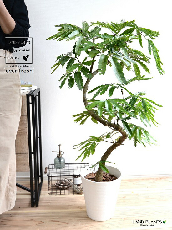 エバーフレッシュ 145cm８号 S-shaped tree form エバーフレッシュ 145cm8号 S-shaped tree form エバーフレッシュ 8号