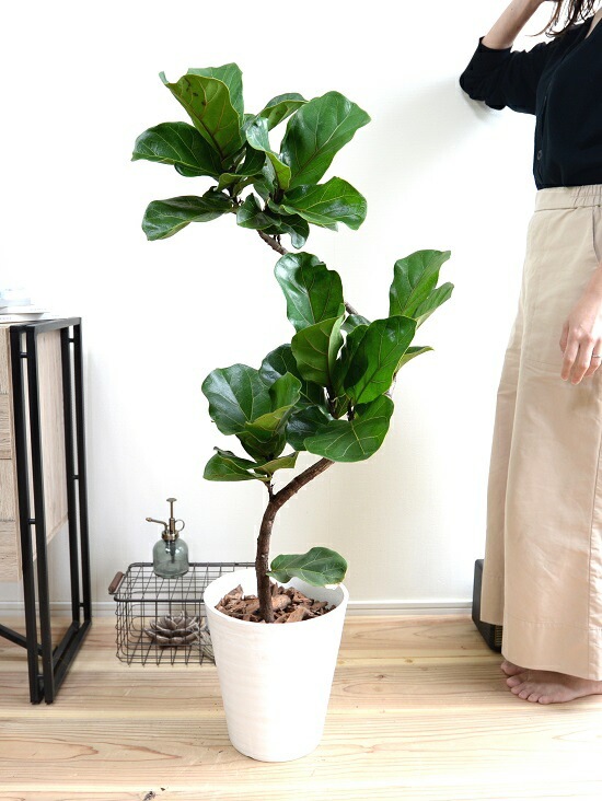 カシワバゴム⭐️曲がり⭐️大型⭐️リビングサイズ⭐️観葉植物 大型◎137cm】フィカス リラータ カシワバゴム 大型 観葉植物 室内