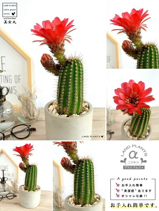 サボテン 美女丸hyb カキコ2個 美女丸が咲いたー.ﾟ+.ヽ(o´Д`o)ﾉﾞ.+ﾟ | うちのベランダはサボテンが