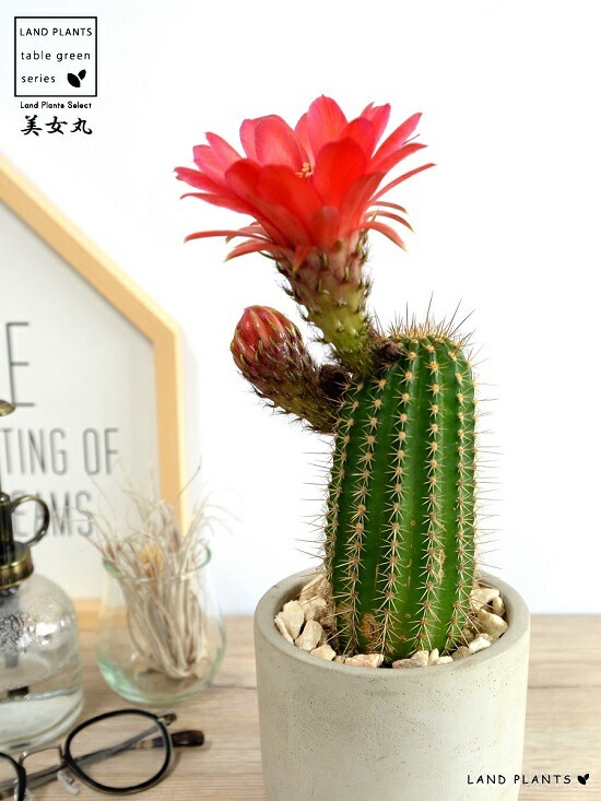 サボテン 美女丸hyb カキコ2個 サボテン 美女丸hyb カキコ2個 【公式通販】