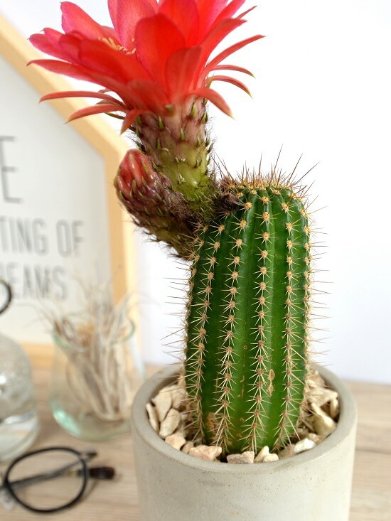 サボテン 美女丸hyb カキコ2個 サボテン 美女丸hyb カキコ2個 【公式通販】 サボテン 美女丸hyb カキコ2個 サボテン 美女丸hyb カキコ2個 【公式通販】