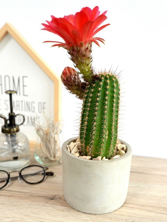 br>サボテン マミラリア（美女丸） セメント シリンダー型 陶器鉢 <br